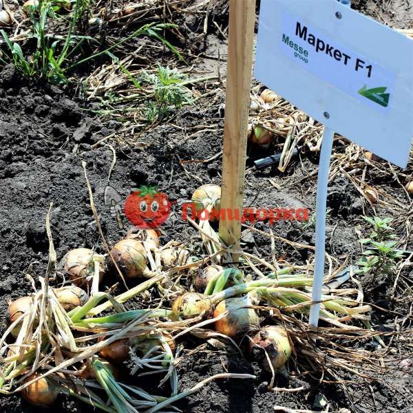 Лук МАРКЕТ F1| MARKET F1 Seminis, Фасовка - 250 000 семян