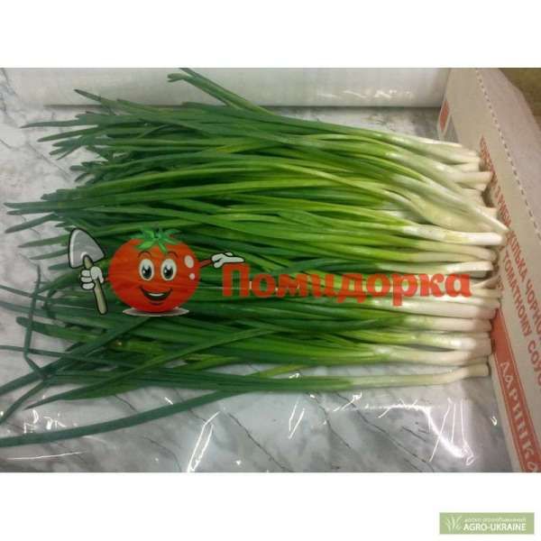 Лук на перо КИМИ F1 | KIMI Cora seeds, Фасовка - 10 000 семян