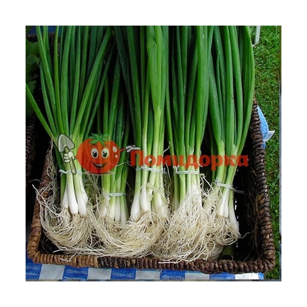 Лук на перо САВЕЛ | SAVEL Hazera, Фасовка - 50 000 семян