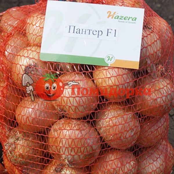 Лук озимый ПАНТЕР F1 | PANTER F1 Hazera, Фасовка - 250 000 семян