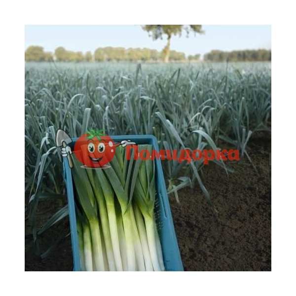 Лук порей ФОРРЕСТ F1 | FORREST F1 Bejo, Фасовка - 10 000 семян