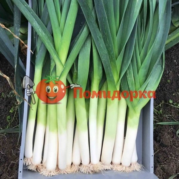 Лук порей ПОРБЕЛЛА | PORBELLA Hazera, Фасовка - 10 000 семян