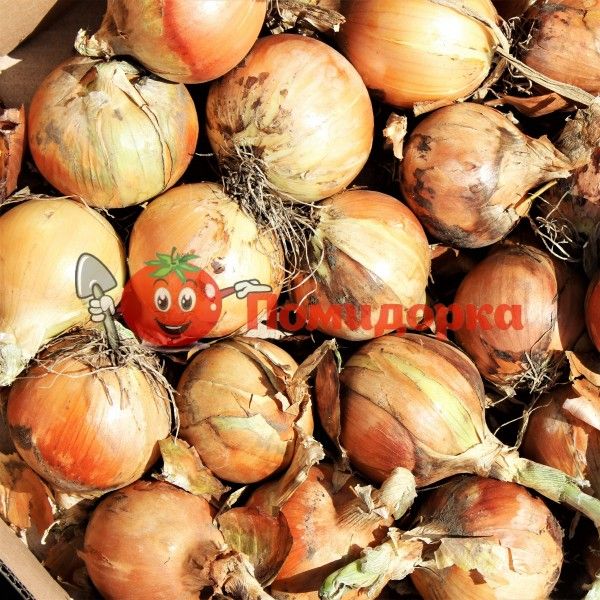 Лук РАНКО F1 | RANKO F1 Cora seeds, Фасовка - 250 000 семян