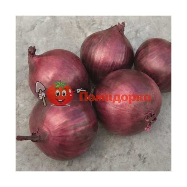 Лук РЕД РУМ F1 | RED RUM F1 Bejo, Фасовка - 250 000 семян