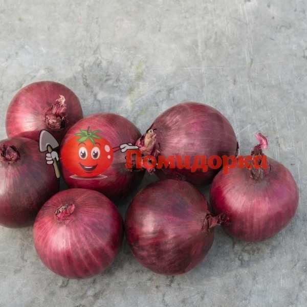 Лук РОБИН F1 | ROBIN F1 Bejo, Фасовка - 250 000 семян