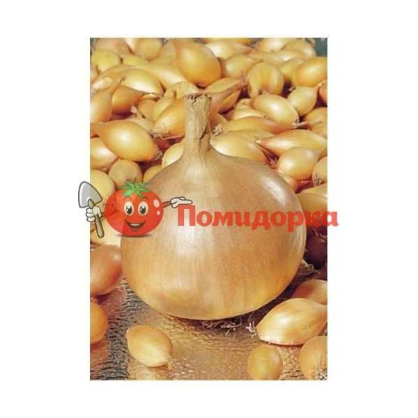 Лук ШЕРМАН F1 | SHERMAN F1 Bejo, Фасовка - 250 000 семян