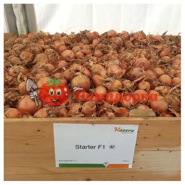 Лук СТАРТЕР F1 | STARTER F1 Hazera, Фасовка - 250 000 семян