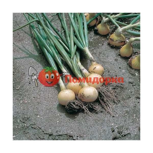 Лук СВИФТ | SWIFT Bejo, Фасовка - 250 000 семян