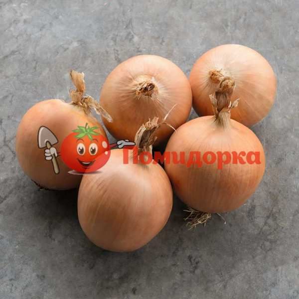 Лук ТАМАРА F1 | TAMARA F1 Bejo, Фасовка - 250 000 семян