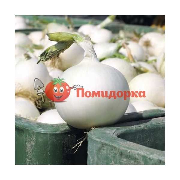 Лук ВАЙТ ВИНГ F1 | WHITE WING F1 Bejo, Фасовка - 250 000 семян