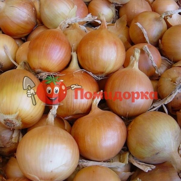 Лук ВАЛЕНТИНО F1 | VALENTINO F1 Hazera, Фасовка - 250 000 семян