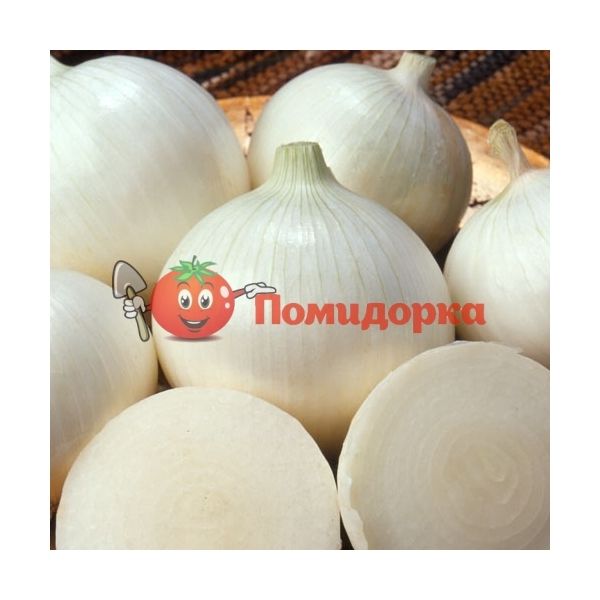 Лук ВЕНУС F1 | VENUS F1 Hazera, Фасовка - 1 кг