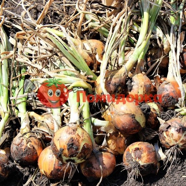 Лук ЗАМБЕЗИ F1 | ZAMBEZI F1 Seminis, Фасовка - 250 000 семян