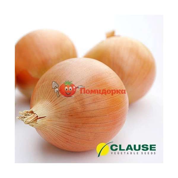 Лук желтый ИСПАНЬОЛ Clause | ISPANYOL Clause, Фасовка - 0,5 кг