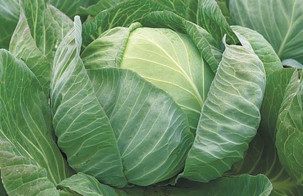 Капуста білоголова пізньостигла Лібератор F1, 2500 шт. насіння, 120-125 днів (Syngenta)