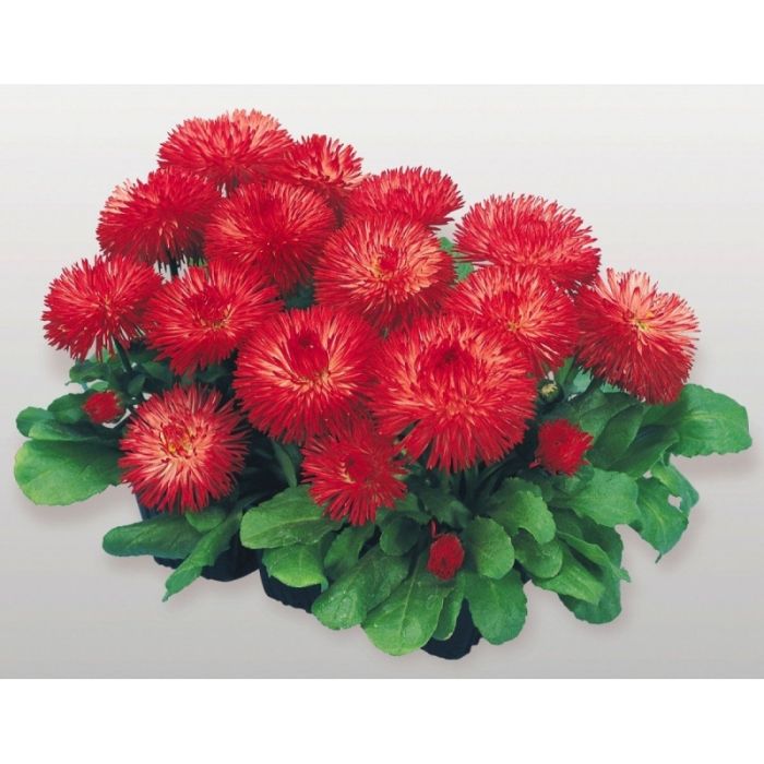 Маргаритка Хабанера | Bellis perennis Habanera Benary flowers, Фасовка - Белая - 250 драже