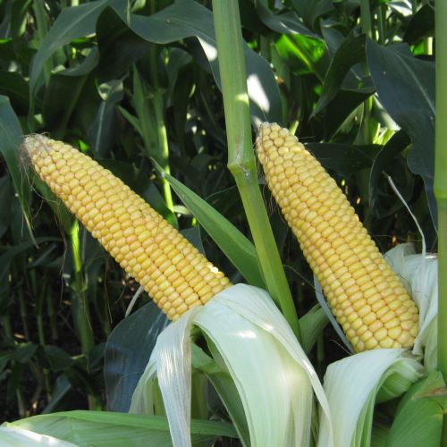 Насіння соняшника MAS 10.A (МАС 10.А), ФАО 180 (MAS Seeds) МАКСИМ XL
