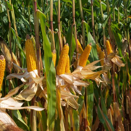 Насіння кукурудзи MAS 20.A  (МАС 20.А), ФАО 230 (MAS Seeds) МАКСИМ XL