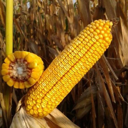 Семена кукурузы MAS 23.M (Мас 23.М), ФАО 260 (MAS Seeds) МАКСИМ XL+АГРОСТАРТ+ФОРС ЗЕА