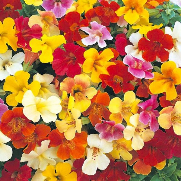 Мимулюс Мистик F1 | Mimulus Mystic F1 Sakata, Фасовка - Yellow with Spots - 100 драже