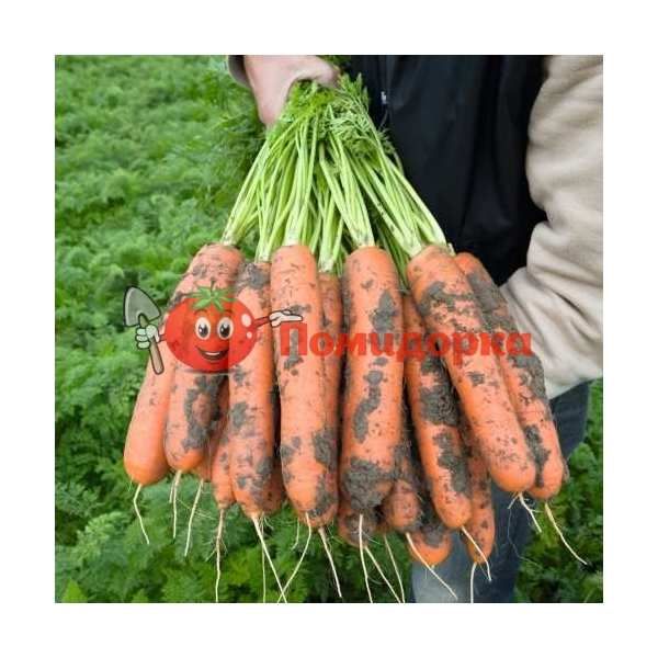 Морковь БАЛТИМОР F1 | BALTIMORE F1 Bejo, Фасовка - 1 000 000 семян фр. (1.8-2.0)