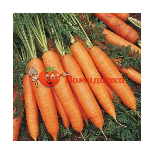 Морковь БАНГОР F1 | BANGOR F1 Bejo, Фасовка - 1 000 000 семян фр.(2.0-2.2)