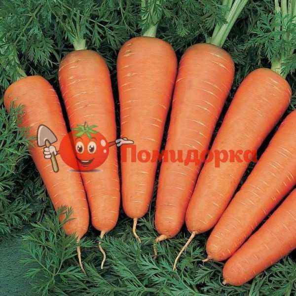 Морковь КАНАДА F1 | CANADA F1 Bejo, Фасовка - 1 000 000 семян фр.(2.2-2.4)