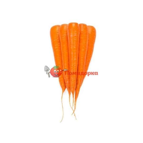 Морковь КАРОТАН | KAROTAN Rijk Zwaan, Фасовка - 50 гр