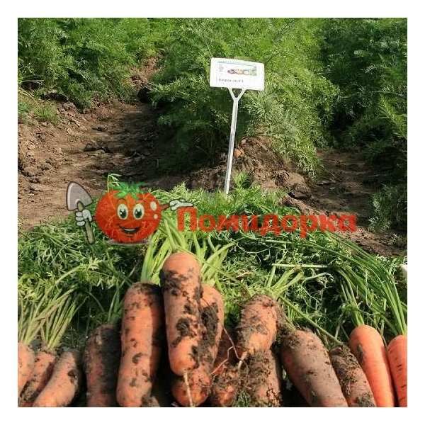 Морковь КУРАСАО F1 | CURACAO F1 Bejo, Фасовка - 1 000 000 семян фр.(2.2-2.4)