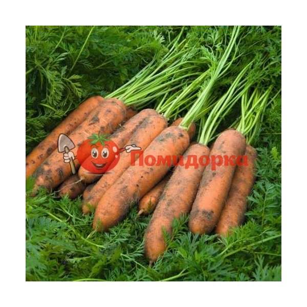 Морковь НЬЮКАСЛ F1 | NEWCASTLE F1 Bejo, Фасовка - 1 000 000 семян фр.(2.2-2.4)
