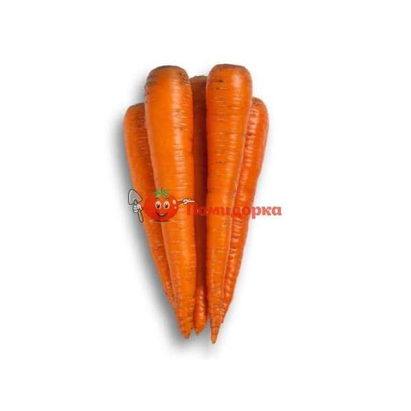 Морковь ТРАФОРД F1 | TRAFFORD F1 Rijk Zwaan (калибр 1.6-1.8), Фасовка - 25 000 семян