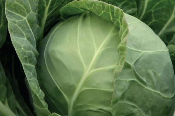 Капуста білоголова ультрарання Міррор F1, 2500 шт. насіння, 47-49 днів (Syngenta)