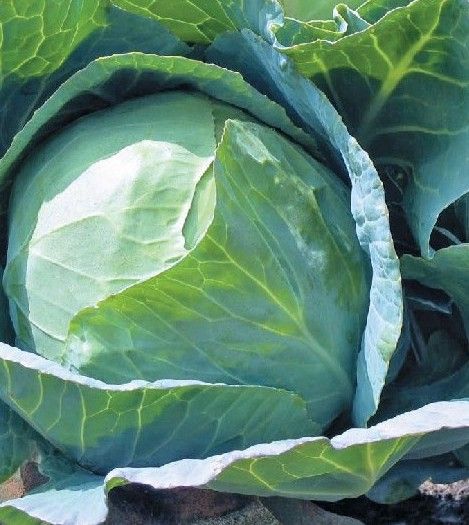Капуста білоголова пізньостигла Новатор F1, 2500 шт. насіння, 130-135 днів (Syngenta)