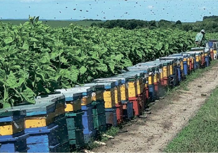 Насіння соняшника НС Х 8002 (Юг Агролідер)