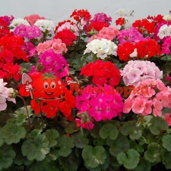 ПЕЛАРГОНИЯ ЗОНАЛЬНАЯ Geranium F1 (Pelargonium x hortorum)Mixsed, Фасовка - 100 семян