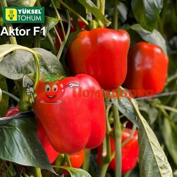 Перец АКТОР F1 | ACTOR F1 Yuksel, Фасовка - 500 семян