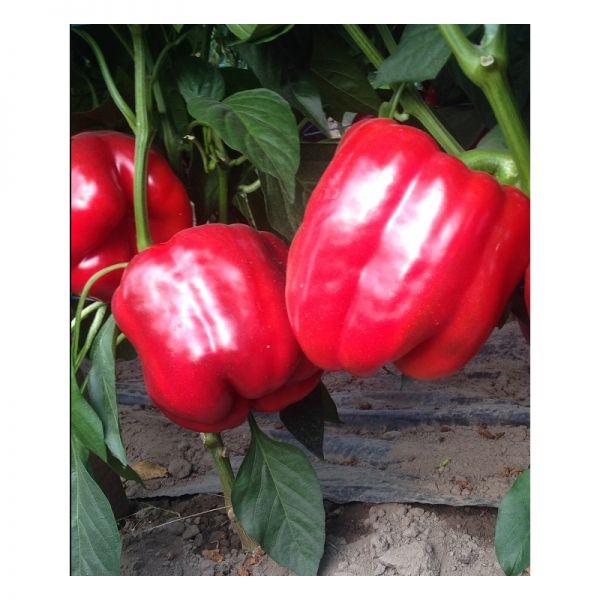 Перец Амарок F1 | Amarok F1 Clause, Фасовка - 1000 семян