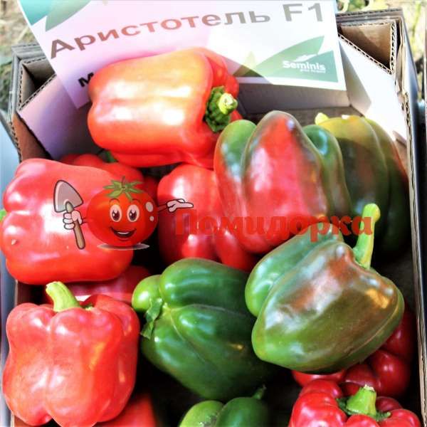 Перец АРИСТОТЕЛЬ F1 | ARISTOTEL F1 Seminis, Фасовка - 500 семян