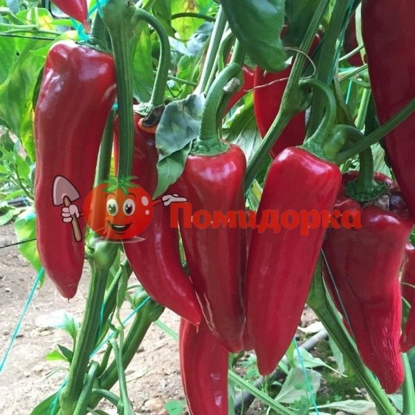 Перець АРМАГЕДДОН F1 | ARMAGEDDON F1 Yuksel, Фасовка - 100 семян