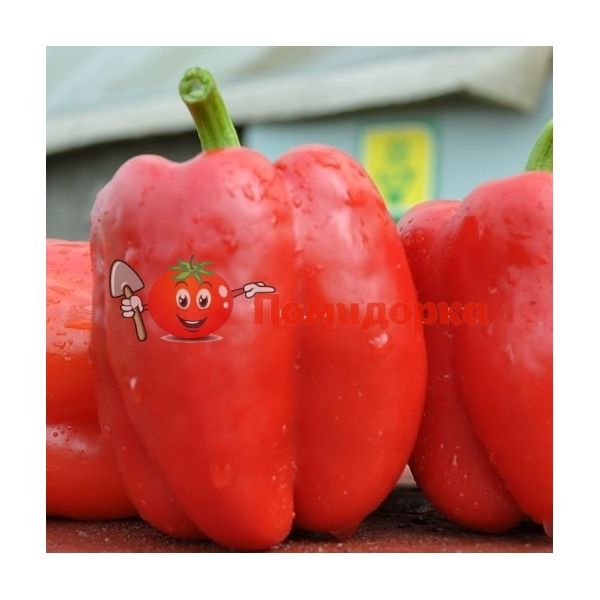Перець ДЕНИЗ F1 | DENIZ F1 Yuksel, Фасовка - 100 семян
