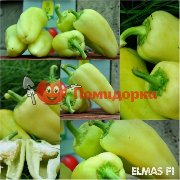 Перець ЭЛМАС F1 | ELMAZ F1 Yuksel, Фасовка - 100 семян