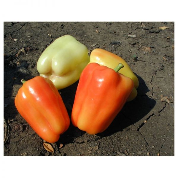 Перец Фламинго F1 | Flamingo F1 Clause, Фасовка - 50 гр