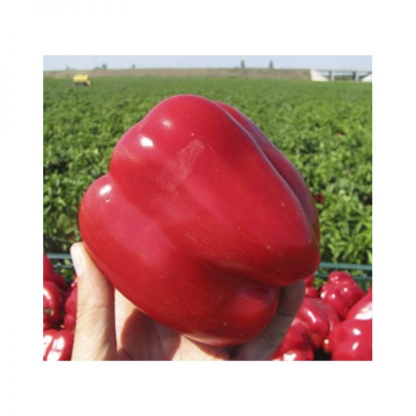 Перец Геркулес F1 | Gercules F1 Clause, Фасовка - 50 гр