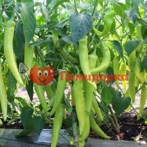 Перец горький KS 65 F1| KS 65 Kitano, Фасовка - 1000 семян