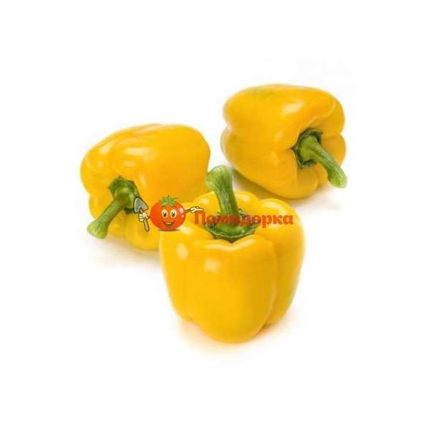 Перец ИЛАНГА F1 | ILANGA F1 Rijk Zwaan, Фасовка - 100 семян