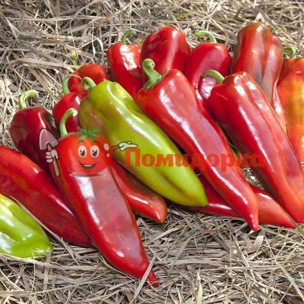 Перец KS 2458 F1 | KS 2458 F1 Kitano, Фасовка - 500 семян