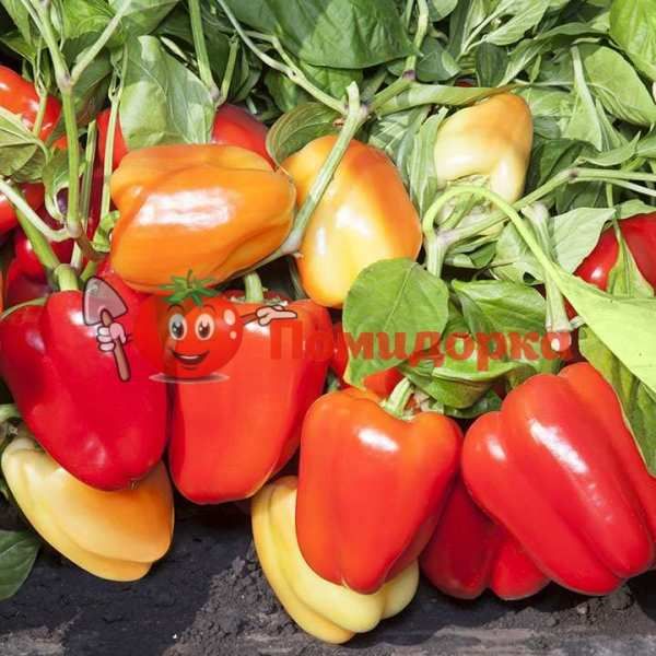 Перец KS 3115 F1 |KS 3115 F1 Kitano, Фасовка - 1000 семян