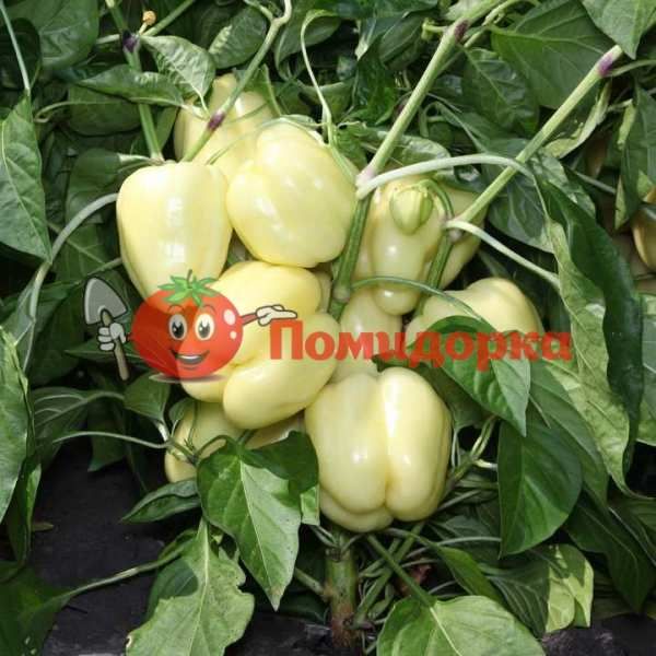 Перец KS 3311 F1 | KS 3311 F1 Kitano, Фасовка - 100 семян