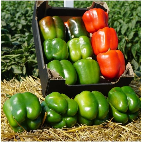 Перец Марек F1 | Marek F1 Clause, Фасовка - 5000 семян