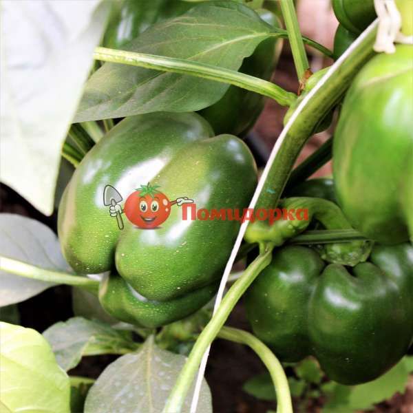 Перец МАЗУРКА F1 | MAZURKA F1 Rijk Zwaan, Фасовка - 100 семян